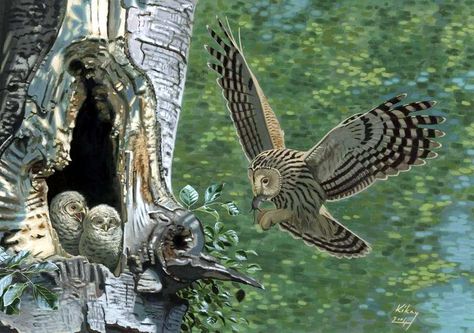 Ural Owl at Nest painting - Artwork by Szabolcs Kókay. Ural Owl, Nest Painting, Owl Nest, Owl Paintings, Long Eared Owl, Tawny Owl, Wild Art, Bird Artwork, Painting Inspo