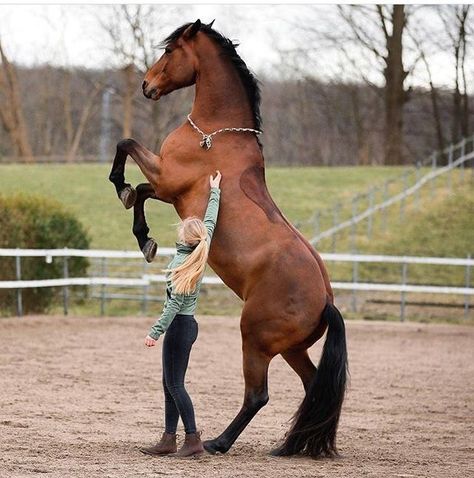 Liberty training of horses Cai Sălbatici, Rasy Koni, Most Beautiful Horses, Majestic Horse, Equine Photography, Cute Horses, Horse Life, Horse Training, Horse Photos