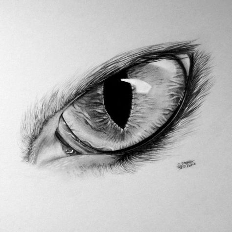 Wolf Eye Drawing, Cat Eyes Drawing, Cat Eye Tattoos, Realistic Eye Drawing, Wolf Eyes, Wolf Drawing, Eye Painting, Eye Tattoo, Art Drawings Sketches Creative