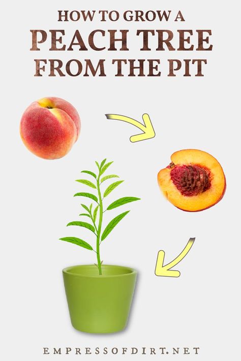 How to grow a peach tree starting with the pit (seed/stone) from a grocery store peach. The same instructions work for other cold hardy stone fruits including plums, nectarines, and cherries. Cherry Tree From Seed, Peach Nails With Designs, Growing Peach Trees, Fruit Trees Backyard, Helping Nature, Aesthetic Peach, Planting Fruit Trees, Store Fruit, Vegetable Rack