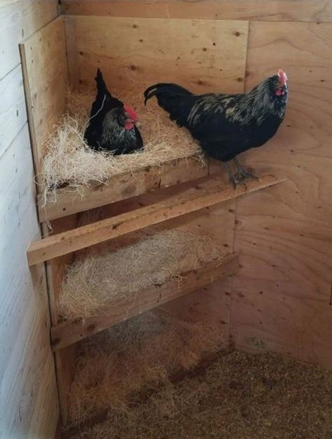 #chickencoop #backyardchickens #nestingboxes #cornernestingboxes #hens #diynestingboxes Nesting Box Ideas, Chicken Coop Ideas, Chicken Flock, Cute Chicken Coops, Chicken Coop Garden, Chicken Shed, Pack Instagram, Backyard Chicken Coop Plans, Chicken Nesting Boxes