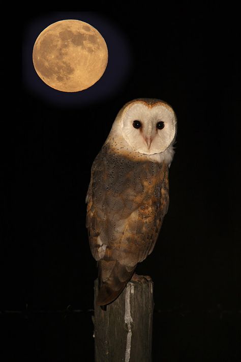 Noite de Luar | This photo is a combination of two photos. E… | Flickr Tapeta Galaxie, Owl Pictures, Beautiful Owl, Owl Bird, Beautiful Moon, Owl Art, Pretty Birds, Barn Owl, Birds Of Prey