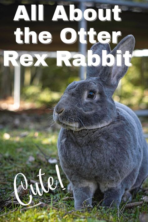 Black Otter Mini Rex Rabbit, Black Otter Rex Rabbit, Types Of Bunnies, Rex Rabbits, Mini Rex Rabbit, Bunny Hutch, Rabbit Breeds, Fawn Colour, Fur Texture