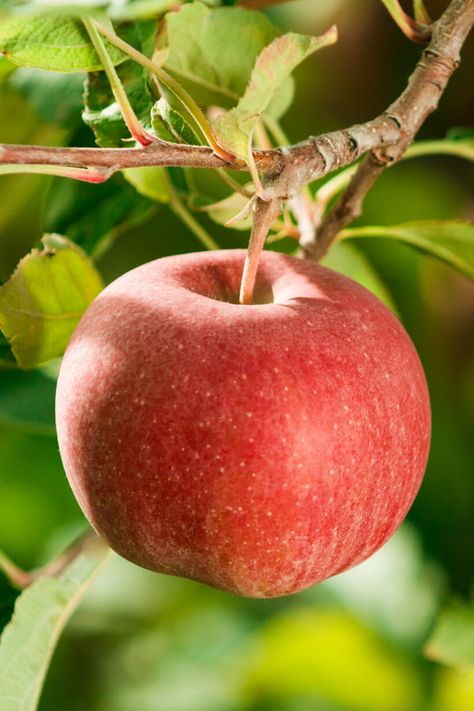 See how our apples are grown, and how they make it to your grocery store. Apples Pictures, Apple Tart Recipes, Dump Cake Apple, Cake Recipes Apple, Apple Crumble Recipes, Apple On Tree, Storing Apples, Homemade Apple Butter Recipe, Apple Pictures