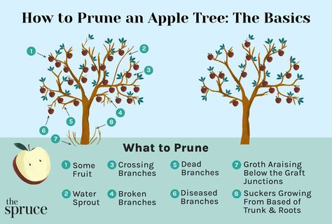 Prune Your Overgrown Apple Tree to Boost Its Vigor How To Prune Apple Trees, Prune Apple Tree, Fruit Guild, Pruning Apple Trees, Prune Fruit, Pruning Fruit Trees, Growing Fruit Trees, Outdoor House, Apple Trees