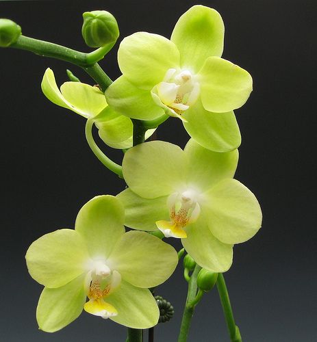 Orchid flowers - Phalaenopsis Taida Smile Taida Little Green - All orchids come in different sizes and different colors. Green Orchid Tattoo, Wired Bouquet, Green Orchid Flower, Orchid Photography, Flower Orchid, Orchid Species, Orchid Tattoo, Green Orchid, Flower Guide