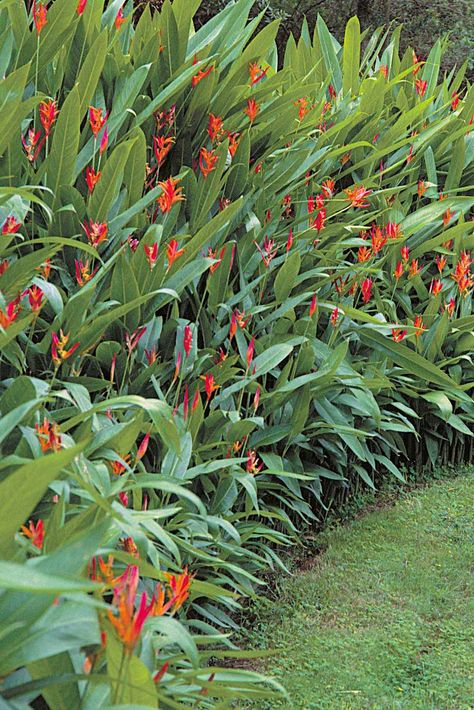 A hedge of ornamental ginger produces colorful spikes of clustered blooms continuously under tropical and sub-tropical conditions. In cooler climates, grow ginger during warm months in containers that may be moved indoors during fall, winter, and early spring. Air and soil temperatures must remain above 60°F (16°C) for flowers to develop, bud, and bloom. Copyright ©2004 by Dolezal & Associates. All Rights Reserved. grownbyyou.com Ginger Plant Flower, Garden Jungle, Tropical Gardening, Beach House Garden, Hawaiian Gardens, Tropical Landscape Design, Balinese Garden, Coastal Garden, Ginger Plant