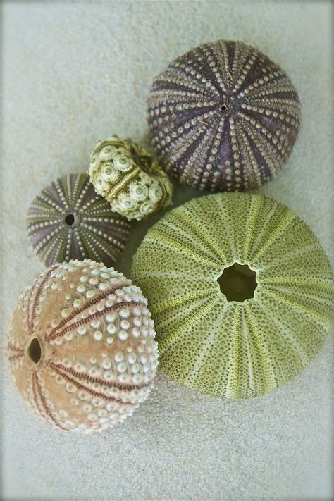 Sea Urchin shells. Photo by nikkid12268, via Flickr. Sea Urchin Shells, Creature Marine, Cnidaria, Sea Urchin Shell, Sea Urchins, Ocean Treasures, She Sells Seashells, Sea Urchin, 판타지 아트