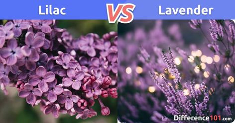 Lavender Vs Lilac, Lilac Vs Lavender, Lilac Lavender, Free Svg Files, Beauty Review, Horticulture, Lilac, Fashion Beauty, Lavender