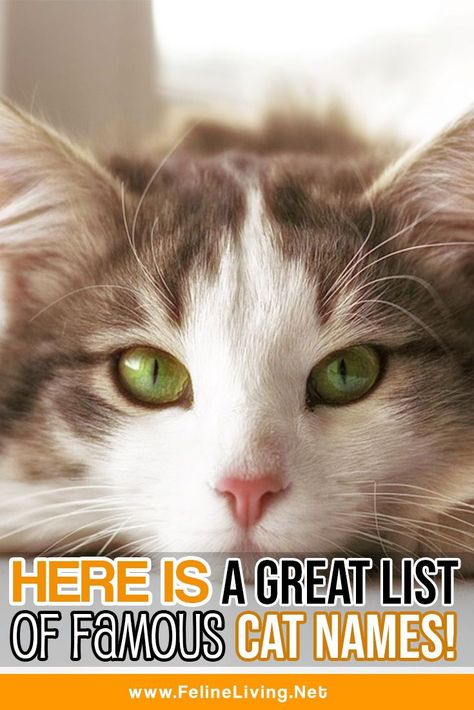 So your kitty is well known around her neighborhood? Or is she just the type to win everybody's hearts? Either way a famous cat name may just be for her. Check out this great list of Famous Cat Names! #catnames #cat #kitty Cat Meowing, Images Cartoon, Cat Wallpapers, Have A Great Vacation, Wallpapers Pictures, Cat Images, Pictures Funny, Types Of Animals, Cat Animal