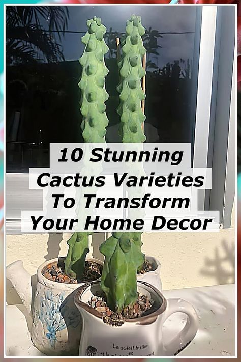 Discover the beauty of cacti with our guide to 10 stunning cactus varieties that can transform your home decor. From vibrant blooms to unique shapes, these resilient plants add a touch of nature and style to any space. Perfect for beginners and seasoned plant lovers alike, our selection showcases the versatility of cacti in interior design. Elevate your home with these low-maintenance, eye-catching plants that bring life to your decor. Cactus Varieties, Unique Shapes, Elevate Your Home, Plant Lover, Low Maintenance, Unique Decor, The Beauty, Cactus, Diy Projects