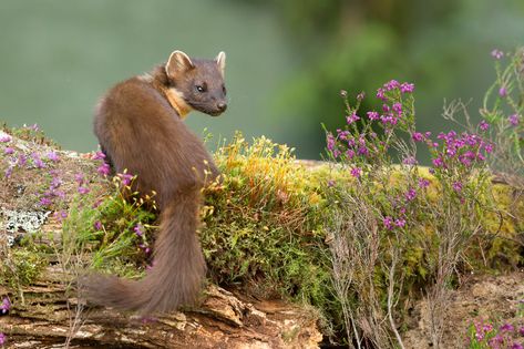 Pine Martin Animal, Marten Illustration, Pine Marten Drawing, American Pine Marten, Martin Animal, Pine Martin, Pine Martens, European Pine Marten, European Wildlife