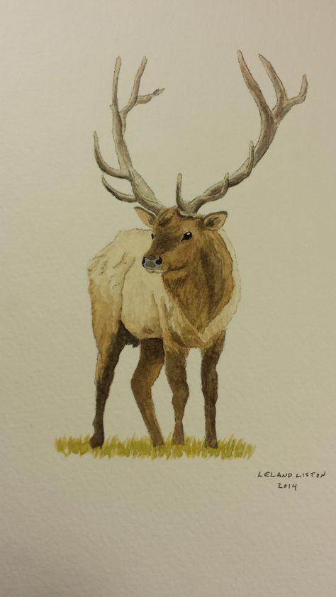 Hunting Watercolor Paintings, Elk Painting Easy, Elk Watercolor Painting, Elk Watercolor, Elk Illustration, Elk Painting, Elk Drawing, Western Drawings, Elk Art