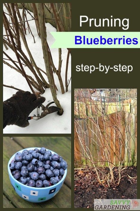 Blueberries Growing, Pruning Blueberry Bushes, Blueberry Gardening, Growing Blueberries, Berry Garden, Blueberry Plant, Blueberry Bushes, Edible Landscaping, Veg Garden