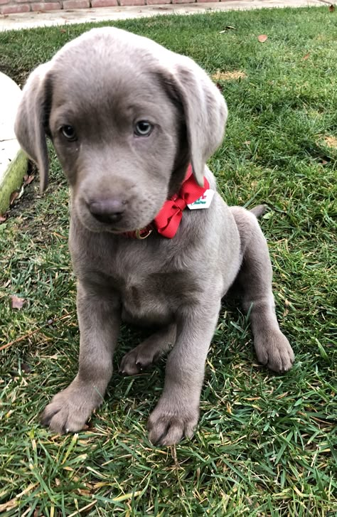 Silver Labrador Retriever, Silver Lab Puppy, female ~ "Misty" #puppy #silverlab #labradorretriever Silver Labs Dogs, Silver Labrador Puppies, Silver Lab Puppies, Silver Labrador Retriever, Big Dogs Breeds, Biggest Dog In The World, Silver Labrador, Biggest Dog, Weimaraner Puppies