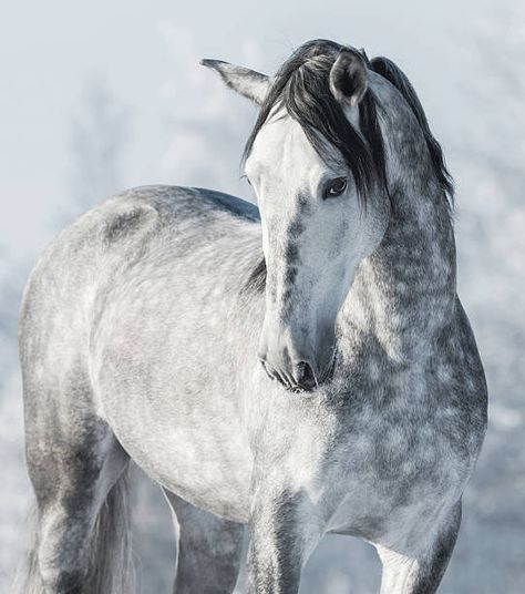 Gray Horse, Winter Forest, Thoroughbred, Forest, Horses, Stock Photos, Illustrations, Grey, Silver