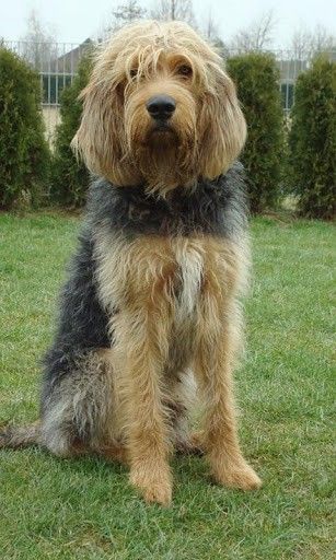 The o'jays, Otterhound and Animals on Pinterest British Dog Breeds, Unusual Dog Breeds, British Dog, Rare Dog Breeds, Dog Wallpaper, Large Dog Breeds, Dog Rules, Hound Dog, Big Dogs