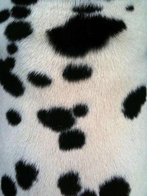 Spotty Dog, Cruella Deville, 101 Dalmatians, Disney Aesthetic, Disney Villains, Dalmatian, Beauty And The Beast, Cute Dogs, Animal Print