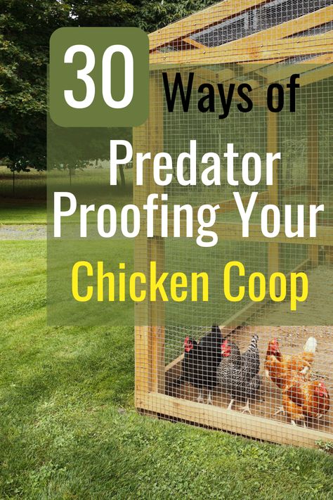 Predator-proofing a chicken coop is essential for keeping your chickens safe from common predators such as foxes, raccoons, hawks, and even neighborhood dogs and cats. Read more to find out a list of 30 ways to predator proof your backyard chicken coop. Animal Proof Chicken Coop, Backyard Layout With Chicken Coop And Garden, Weasel Proof Chicken Coop, How To Protect Chickens From Predators, Chicken Coop Around Tree, Chicken Coop Safety, Chicken Coop Easy To Clean, Secure Chicken Coop, Dog Proof Chicken Coop