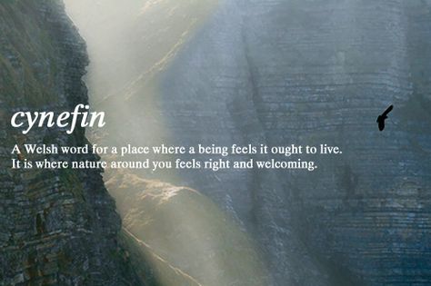 cynefin: A Welsh word for a place where a being feels it ought to live. It is where nature around you feels right and welcoming. Welsh Words, Fina Ord, Uncommon Words, Word Nerd, Unusual Words, Rare Words, Word Definitions, Animal Nature, Aesthetic Words