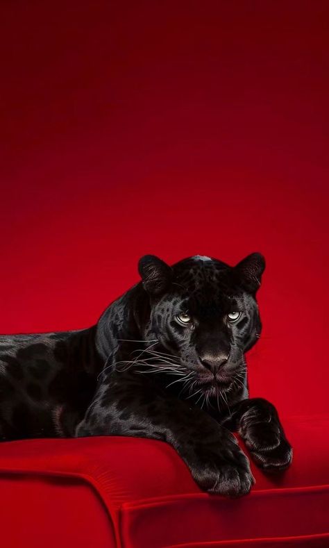 My Animal Vibe, Black Panther Art Wallpaper, Leopard And Panther Wallpaper, Jaguar Print Aesthetic, Black Leapord Aesthetic, Cheetah Red Aesthetic, Black Panter Wallpers Iphone, Black Leopard Painting, Cat Woman Aesthetic Wallpaper