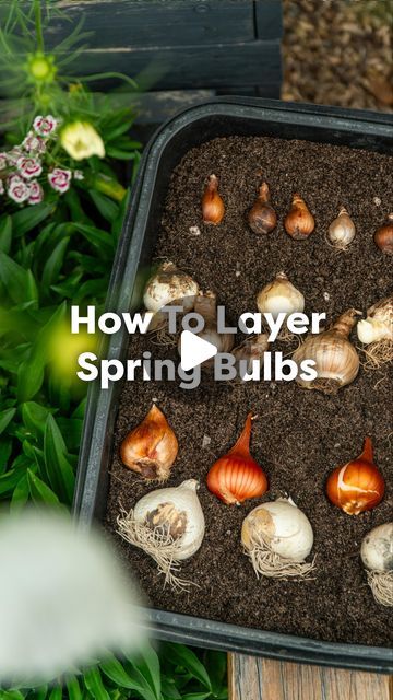 Storing Canna Bulbs Over Winter, Planting Spring Bulbs In Fall, Planting Bulbs In Containers, Plant Bulbs In Containers, Flower Bulbs To Plant In Fall, Bulb Planting Guide, Planting Bulbs In Pots, Spring Bulbs Garden Ideas, Bulb Garden Ideas