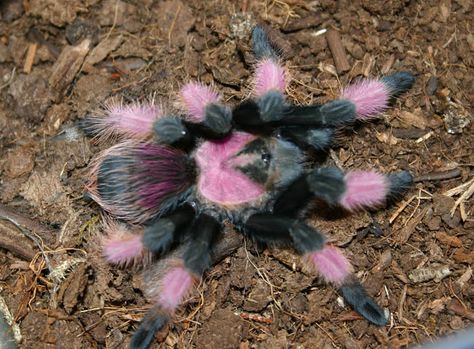 exotic tarantulas | Uncle Tarantula Pet Tarantula, Arachnids Spiders, Spiders And Snakes, Spider Species, Pet Spider, Cool Bugs, Pink Toes, Beautiful Bugs, Arthropods