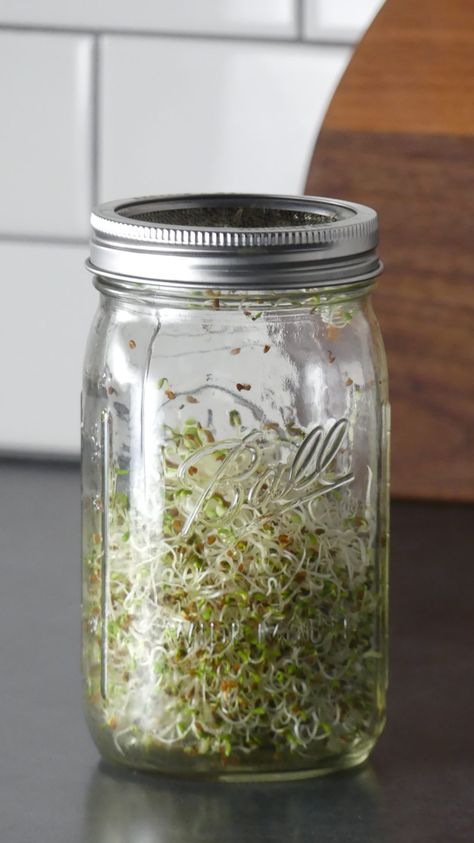 How To Grow Alfalfa Sprouts in a Jar - How To Grow Alfalfa Sprouts, Alfalfa Sprouts Growing, Alphalfa Sprouts, Grow Alfalfa Sprouts, Sprouts In A Jar, Homesteader Recipes, How To Grow Sprouts, Sprouted Wheat Bread, Grow Sprouts