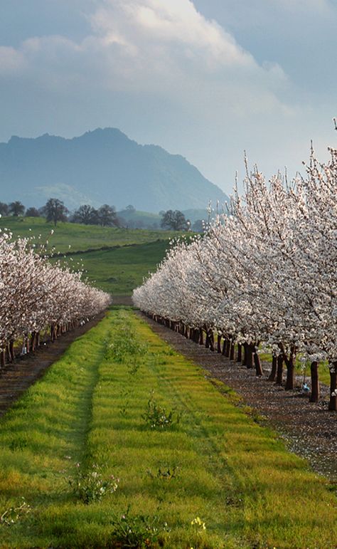 Orchard Trees Orchard Tree, Cherry Orchard, Tree Sketches, Farm Photo, Field Of Dreams, Apple Orchard, Cherry Blossom Tree, Green Garden, Tree Farms