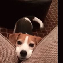 Dog Tail Wagging GIF - Dog TailWagging Happiness - Discover & Share GIFs Good Morning Dog, Dog Animation, Tiny Puppies, Cute Little Puppies, Smiling Dogs, Puppies Funny, Little Puppies, Hound Dog, Dog Gifs