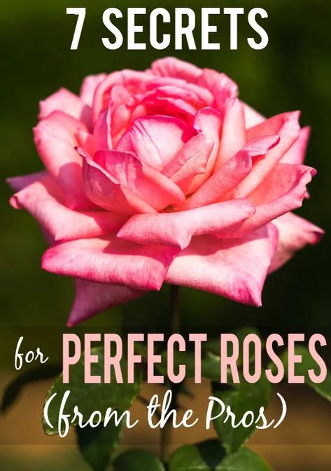 7 Rose Growing Secrets the Pros Use Rose Growing, Rose Plant Care, Funny Vine, Rose Garden Design, Easy Gardening, Rose Care, Garden Shrubs, Garden Types, Growing Roses