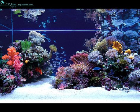 Modern Fish Tank, Reef Aquascaping, Reef Tank Aquascaping, Marine Fish Tanks, Saltwater Aquarium Fish, Saltwater Fish Tanks, Marine Tank, Salt Water Fish, Home Aquarium