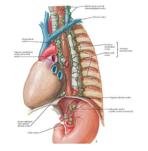 Lymph Vessels and Nodes of Esophagus  Anatomy   Inferior deep cervical (internal jugular) nodes , Thoracic duct , Paratracheal  nodes , S... Esophagus Anatomy, Thoracic Duct, Lymph Vessels, Human Body Facts, Spinal Surgery, Basic Anatomy And Physiology, Nurse Study Notes, Lymph Drainage, Heart Anatomy