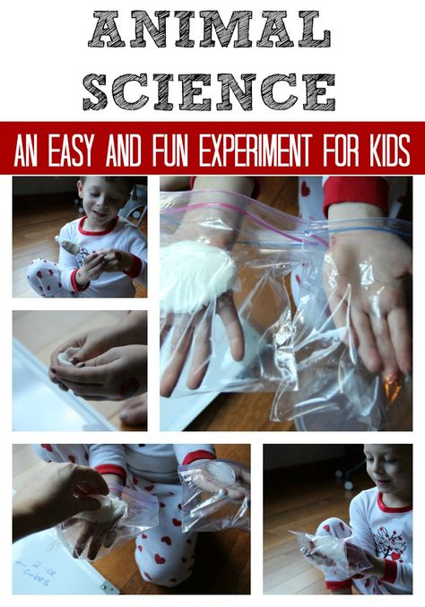 Animal Science Experiment for Kids Animal Science Experiments, Animal Science Activities, Fun Experiments For Kids, Science Experiment For Kids, Animal Experiments, Experiment For Kids, Preschool Science Activities, Science Experiments For Preschoolers, Experiments For Kids