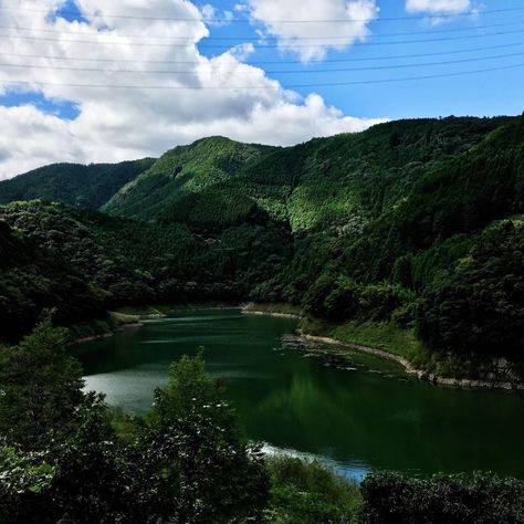 Tea Harvesting, Forested Mountains, Indigo Dyeing, Cedar Forest, Tokushima, Tiny Village, Forest Mountain, The Village, Japan Travel