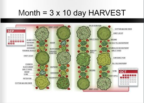 Here is How You Make a Living From a 4 acre Permaculture Orchard  August 24, 2015 by papprentice 5 Comments Plan Potager Permaculture, Permaculture Orchard, Plan Potager, Homestead Food, Garden Homestead, Planning Garden, Store Fruit, Food Forest Garden, Orchard Design