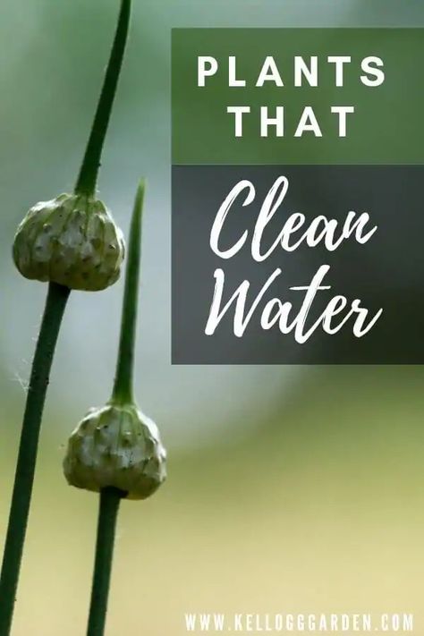 Plants that Clean Water | Kellogg Garden Organics™ Water Plants For Ponds, Small Water Gardens, Water Garden Plants, Fish Pond Gardens, Farm Pond, Living Pool, Natural Swimming Ponds, Garden Pond Design, Diy Pond