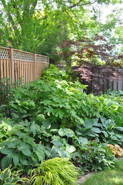 Oakleaf Hydrangea Landscape, Landscaping Along Fence, Hydrangea Landscaping, Shade Garden Design, Shade Gardening, Shade Garden Plants, Hosta Gardens, Shade Gardens, Oakville Ontario