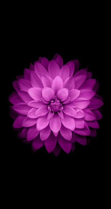 Flower Wallpaper, Black Background, Wallpapers, Iphone, Purple, Black