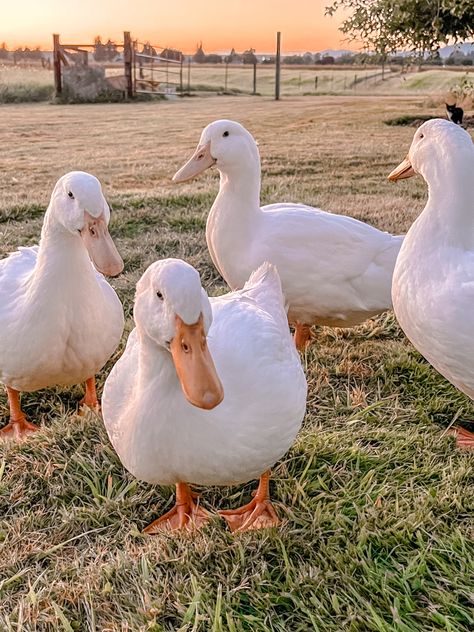 The flock is getting strong and healthy and will be expecting prosperous eggs next year 🤎🥚 #duck #pekinduck #minifarm #farm #farmcore #cottagecore #cottagecoreaesthetic #ducks #naturecore #animalfarm #simpleliving #slowliving #country #countryside #countrylife #theantiquefairy Duck Farm Aesthetic, Ducks On A Farm, Farm Core Aesthetic, Duck Pets, Ducks Farm, Ducks Aesthetic, Farm Ducks, Ducks And Flowers, Farmcore Aesthetic