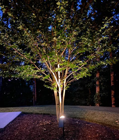 Solar Tree Lights, Best Outdoor Solar Lights, Plank And Pillow, Outdoor Tree Lighting, Best Solar Lights, Solar Path Lights, Solar Landscape Lighting, Outdoor Trees, Fall Garden Vegetables