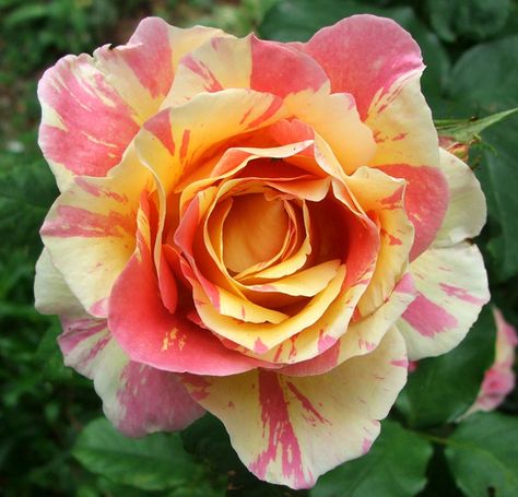 Claude Monet is a Hybrid Tea with average double blooms in yellow and light pink stripes, and streaks.  It has mild to strong fruity scent. Rose Tiffany, Photo Rose, Rose Belle, Rose Varieties, Coming Up Roses, Rose Pictures, Hybrid Tea Roses, Love Rose, Tea Roses