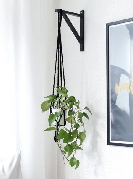 Hanging Plants From High Ceilings, Windows With Hanging Plants, Hanging Plants Tall Ceiling, Hanging Plants From Wall, Plants Over Bed, Wall Hanging Plants Indoor, Hanging Plant Ideas, Room Aesthetic Dark, Indoor Plant Trellis