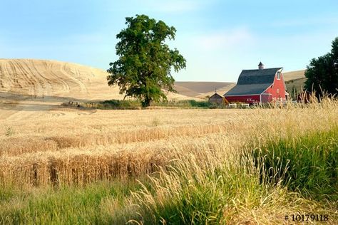 American farmland in Eastern Washington, USA, Nature Landscape photography American Landscape Photography, Farmland Photography, Farmland Landscape, American Countryside, Usa Nature, Outdoor Gardens Landscaping, Nature Landscape Photography, Farm Landscape, Eastern Washington