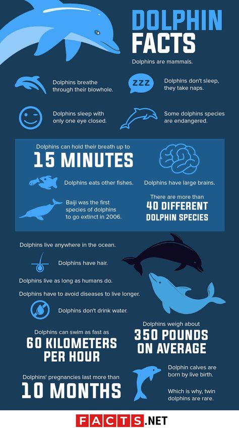 Dolphin Facts Infographics Anatomy Of A Stingray, Types Of Dolphins, Dolphin Infographic, Sea Animal Facts, Marine Biology Facts, Dolphin Chronotype, Facts About Sea Animals, Dolphin Anatomy, Marine Biology Notes