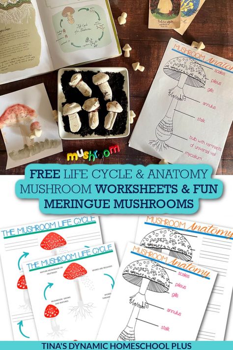 Free Life Cycle of a Mushroom Worksheet & Fun Meringue Mushrooms. I have a free life cycle of a mushroom worksheet and a fun edible meringue mushrooms activity. Also, you'll love this Fun Hands-on Free Mushroom Unit Study and Kids Learning Activities. Because the growth of mushrooms can be hard for students to understand, illustrating a mushroom life cycle is best. For example, mushrooms are not plants because they don’t have chlorophyll and can’t use the sun for energy. Mushroom Worksheet, Third Grade Stem Activities, Parts Of A Mushroom, Meringue Mushrooms, Life Cycles Activities, Mushroom Recipe, Preschool Units, Homeschool Elementary, A Worksheet