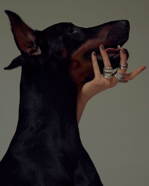 LIFE ON SUNDAYS Doberman Aesthetic, Doberman, A Woman, On Instagram, Black, Instagram