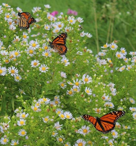 669×720 Country Pond, Butterfly Cottage, Butterfly Migration, American Meadows, The Monarch, Plant List, Wildflower Seeds, Monarch Butterfly, Morning Glory