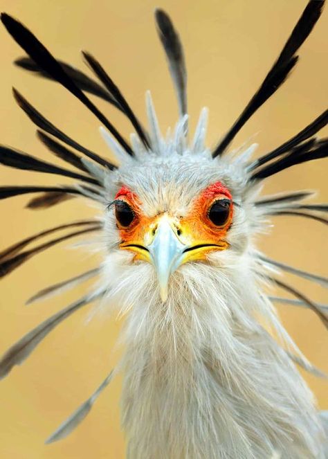 Secretary Bird looks like it’s wearing makeup and false eyelashes with its yellowish-red facial skin Secretary Birds, Sagittarius Serpentarius, Burung Kakatua, Secretary Bird, Regard Animal, Bird Facts, Bird Quotes, Birds Nature, Most Beautiful Birds