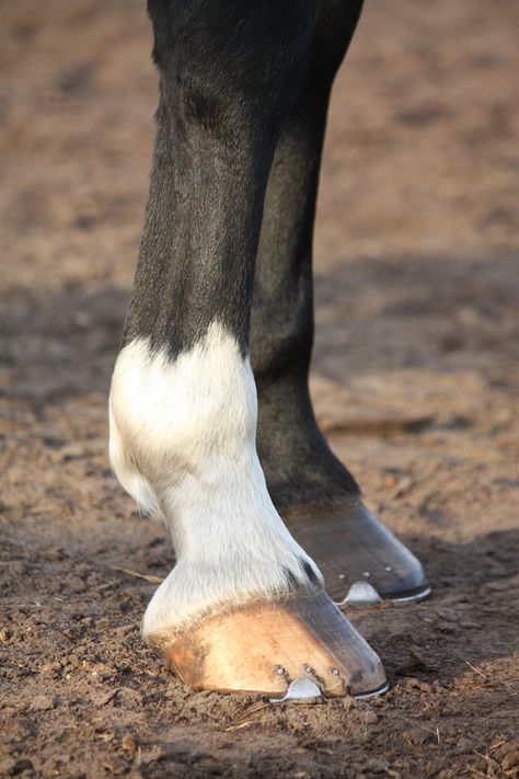 Healthy hooves - hoof products Horse Poses, Bronc Riding, Healthy Horses, Horse Care Tips, Hoof Care, Horse Anatomy, Random Aesthetics, Horse Feed, Barrel Horse